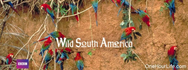 wild-south-america