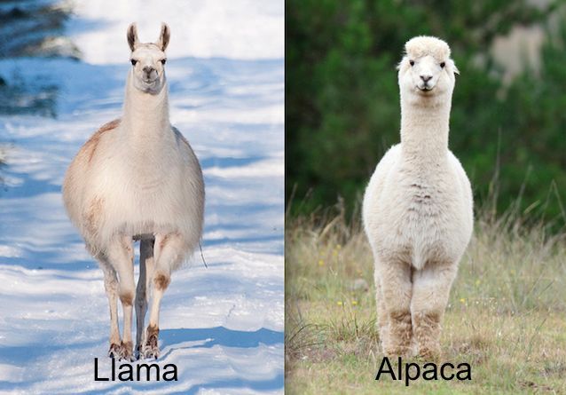 lhamas e alpacas - viajar para o chile