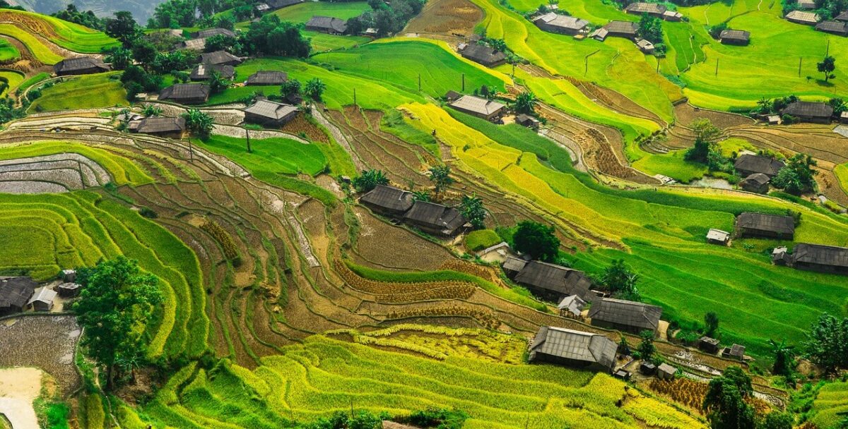 campos de arroz na indonésia