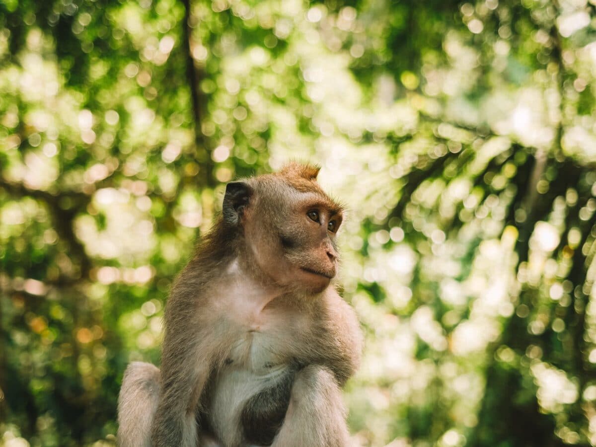 brown monkey sitting on brown rock