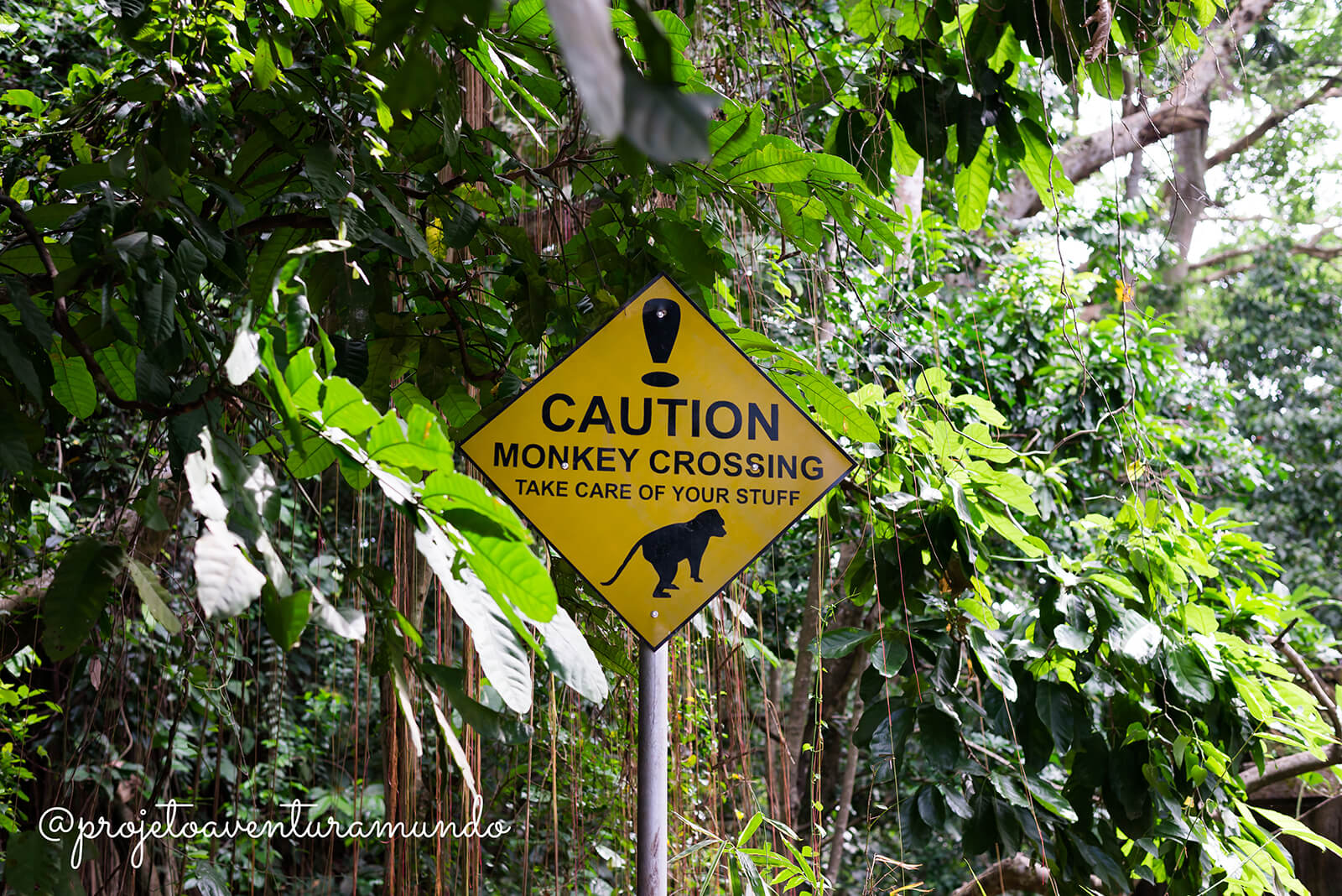 Cuidado - Macacos Atravessando - Tome conta das suas coisas