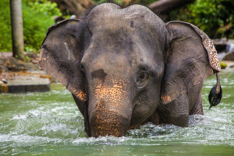 se conectar com a natureza - banho nos elefantes da tailândia