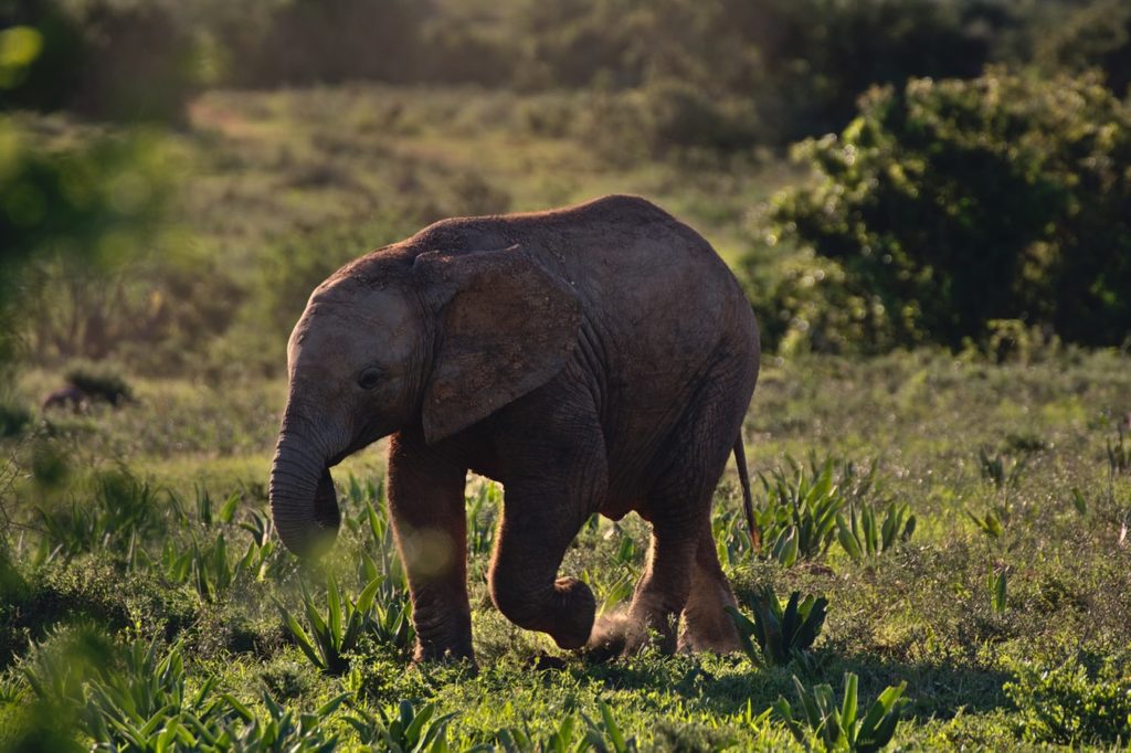 Encontrar um baby elephant durnte um safari na africa - travel bucket ist