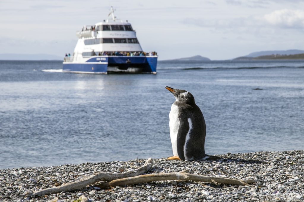  ver pinguins no ushuaia