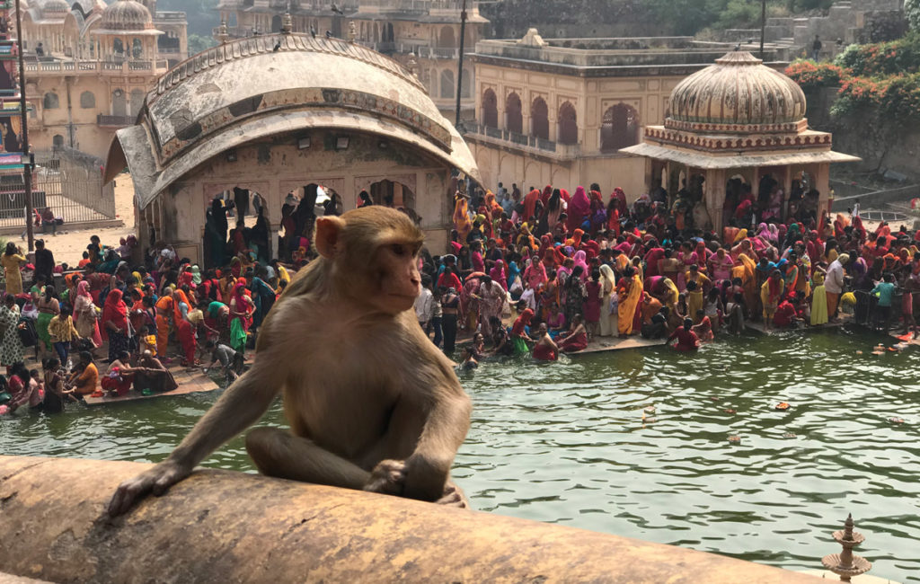 O que fazer em Jaipur - Templo dos Macacos em Jaipur
