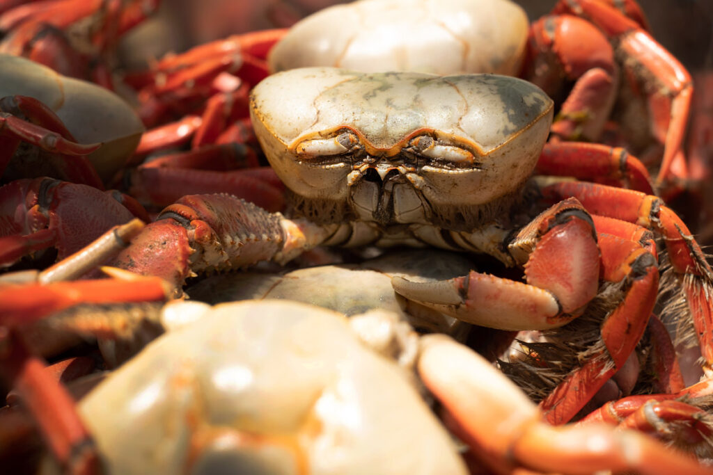 comidas típicas maranhenses - caranguejo e caranguejada