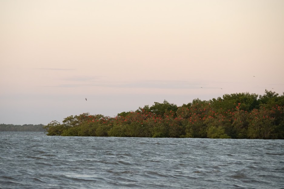 Guarás ao fim do dia em Tutóia, Maranhão, um dos lugares surpreendentes do Brasil