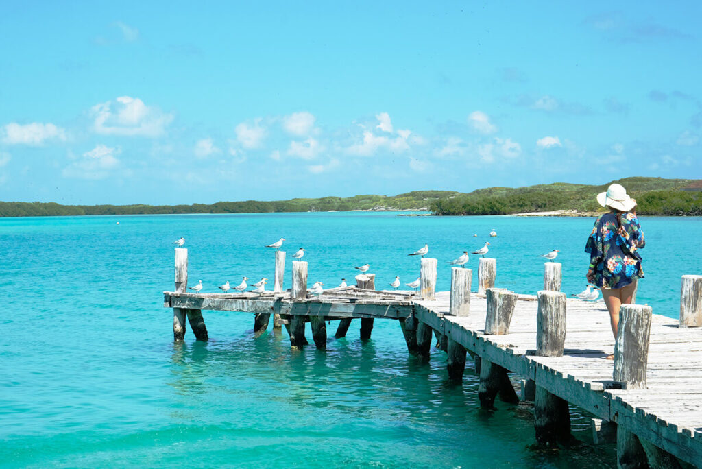 Ilha Contoy - Os Pássaros podem se agloremar