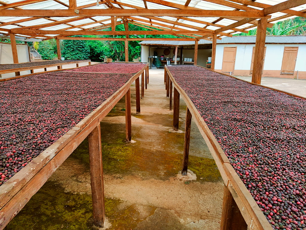 Café - Alto Caparaó - Pico da Bandeira