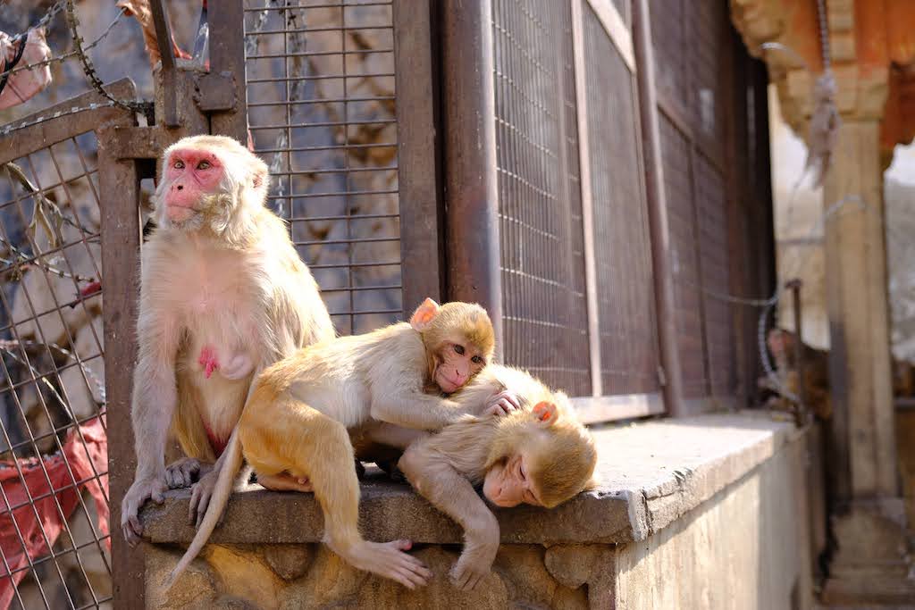 templo dos macacos em jaipur