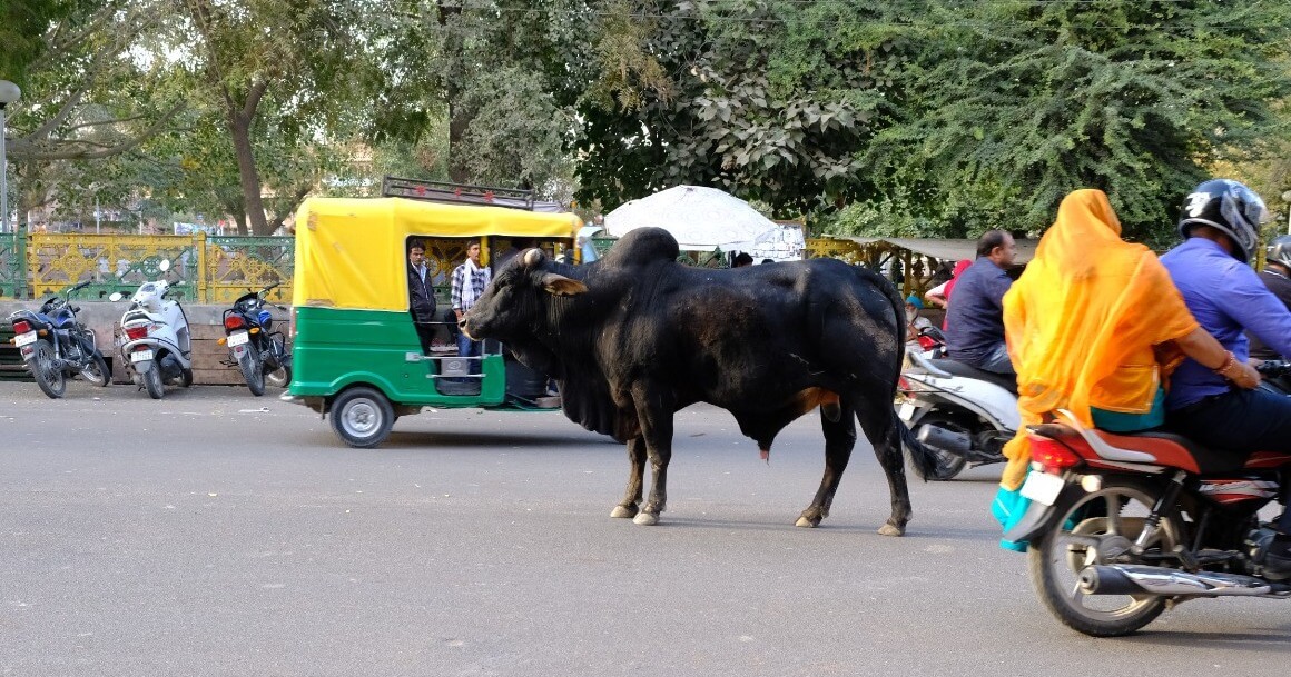 India é perigoso ou seguro para turistas. Vamos lá atravessar a avenida.