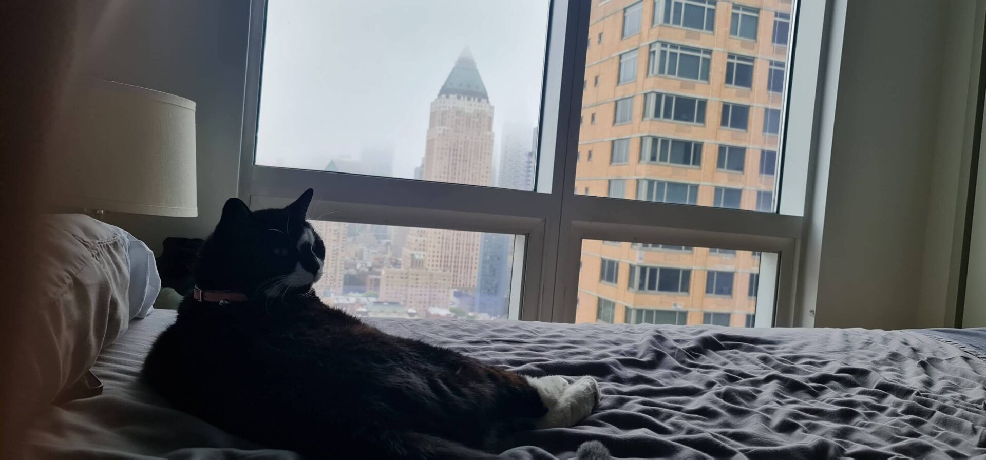 cuidando de gatinho em nova york com trusted house sitters