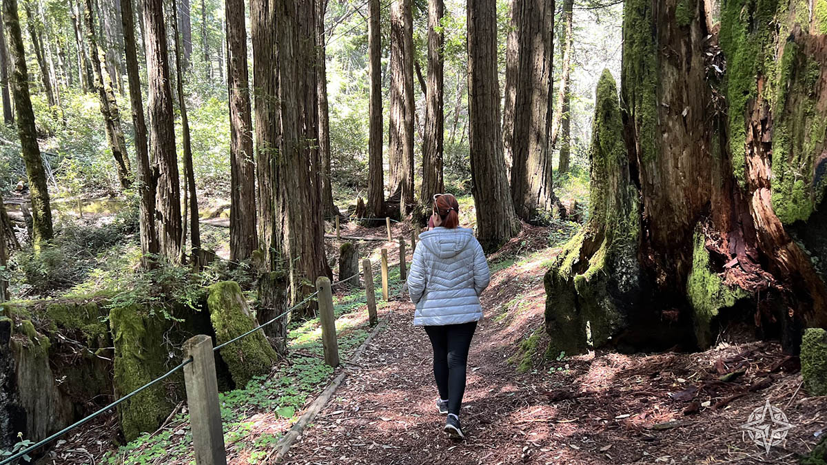 Trilha na floresta de sequoias Califórnia